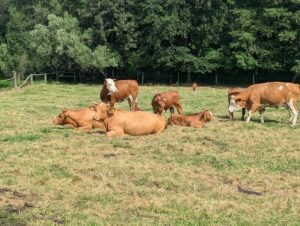 Fleckvieh-Rinder ruhen auf der Weide in der Region um Isen