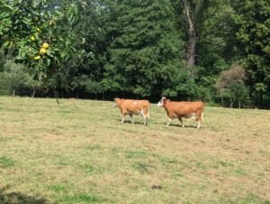 Zwei Rinder auf der Weide am Waldrand in der Region um Isen