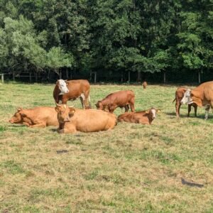 Rinderherde ruht auf der Weide in der Region um Isen