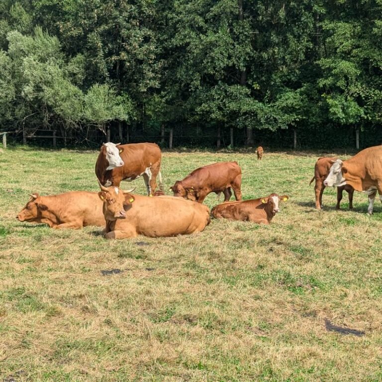 Rinderherde ruht auf der Weide in der Region um Isen